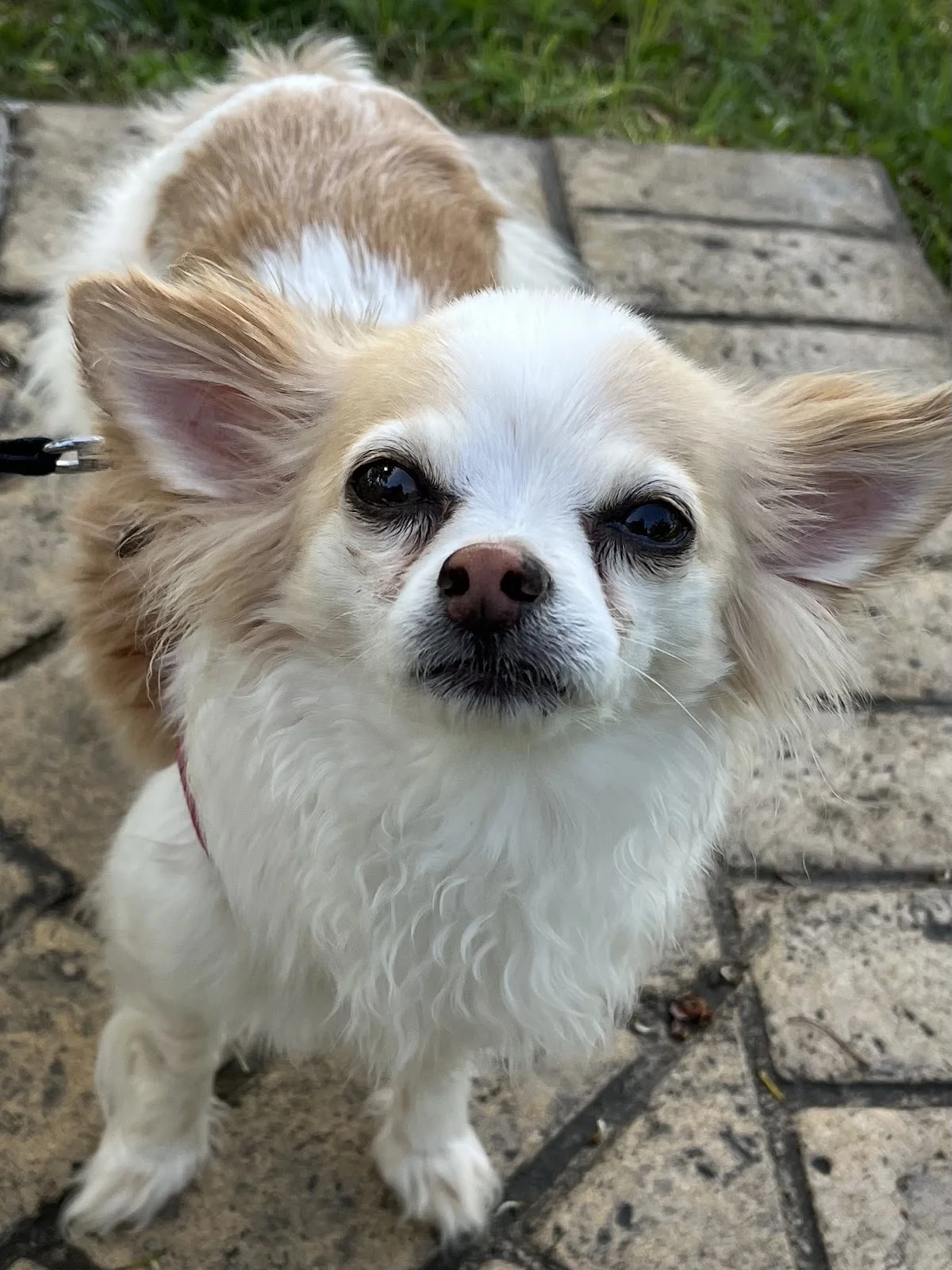 Joani the Interventionist CIP Alc/Drug/Process interventionist - Photo 2