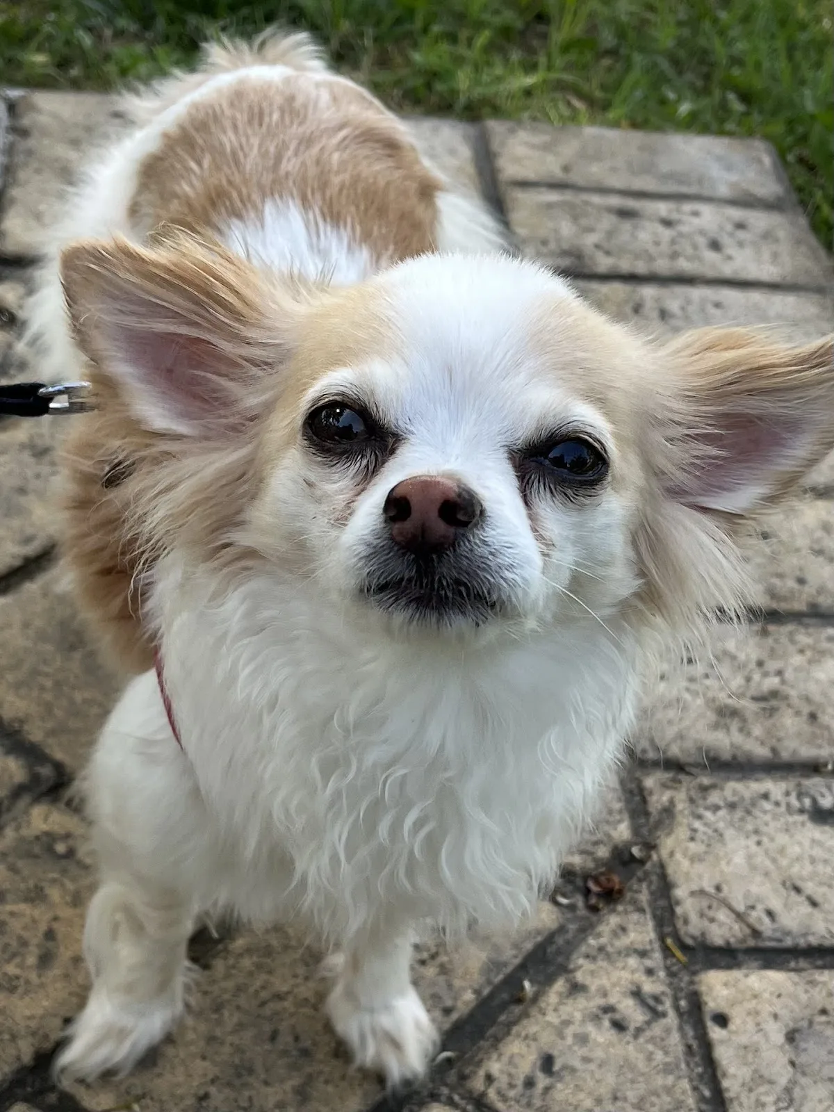 Joani the Interventionist CIP Alc/Drug/Process interventionist - Photo 2