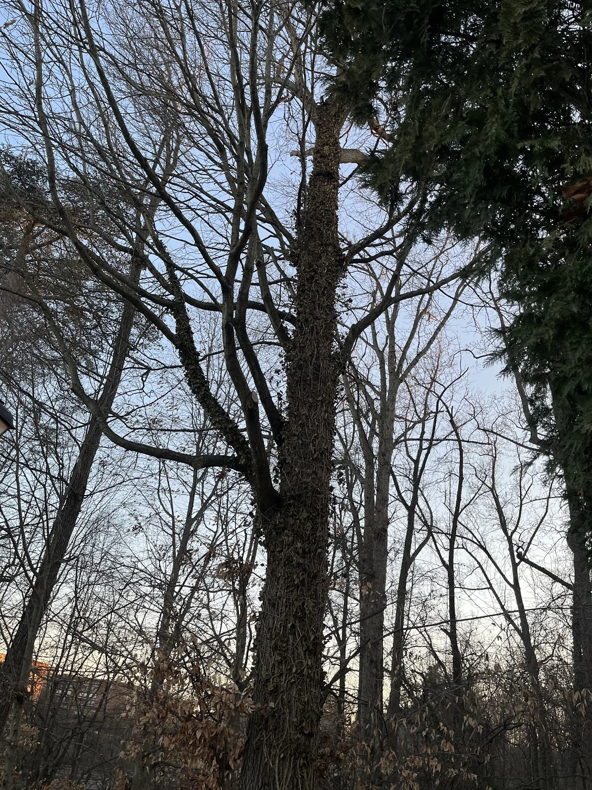 Joani the Interventionist CIP Alc/Drug/Process interventionist - Photo 5